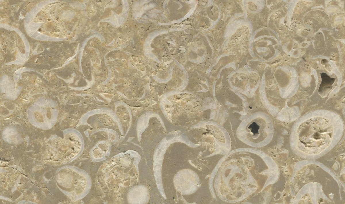 Rõngaspae ehk karplubjakivi settekiht moodustus siluri ajastu alguses ligikaudu 440 miljoni aasta eest, kui Eesti ala kattis troopiline madalmeri. Rõngaspaas koosneb valdavalt käsijalgse Borealis borealis'e kodadest. Pildil on Tammsalu paemurrust pärit rõ