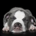 Koer magab terve päeva maha - on see ikka normaalne?