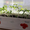 Готовим рассаду зимой: 6 основных советов для проращивания семян в помещении