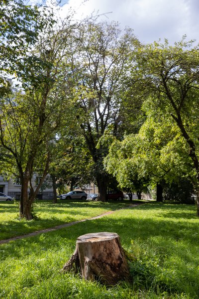 В парке Койду  в Таллинне больные растения уже вырублены, но на заднем плане еще виднеются деревья с признаками заболевания