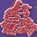 Teadlaste avastus võimaldab kolibakteri mitmel rindel meie heaks tööle panna