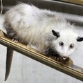 Armas või õudne? Lapsed kasutavad surnud opossumeid modellidena