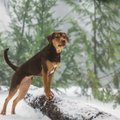 ARVUSTUS | Armas koerafilm "Koera kodutee" on nii südamlik, et ükski silm ei jää kuivaks