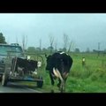 Südantlõhestav VIDEOLUGU | Vasikatest vägisi eraldatud lehm püüab neile kõigest hingest järele joosta