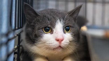 Aita meil aidata! Südametemurdja kass Nikita on tervisega kimpus ja vajab heade inimeste abikätt