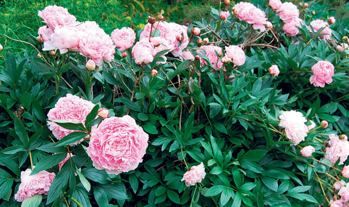 Lõhnav aedpojeng ‘Sarah Bernhardt’.