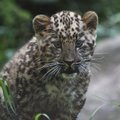 SEL NÄDALAL TALLINNA LOOMAAIAS: Leopardipoiss Baruto pühib Eestimaa tolmu käppadelt
