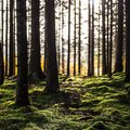Harvardi ülikool otsis Eestist suurt metsatükki