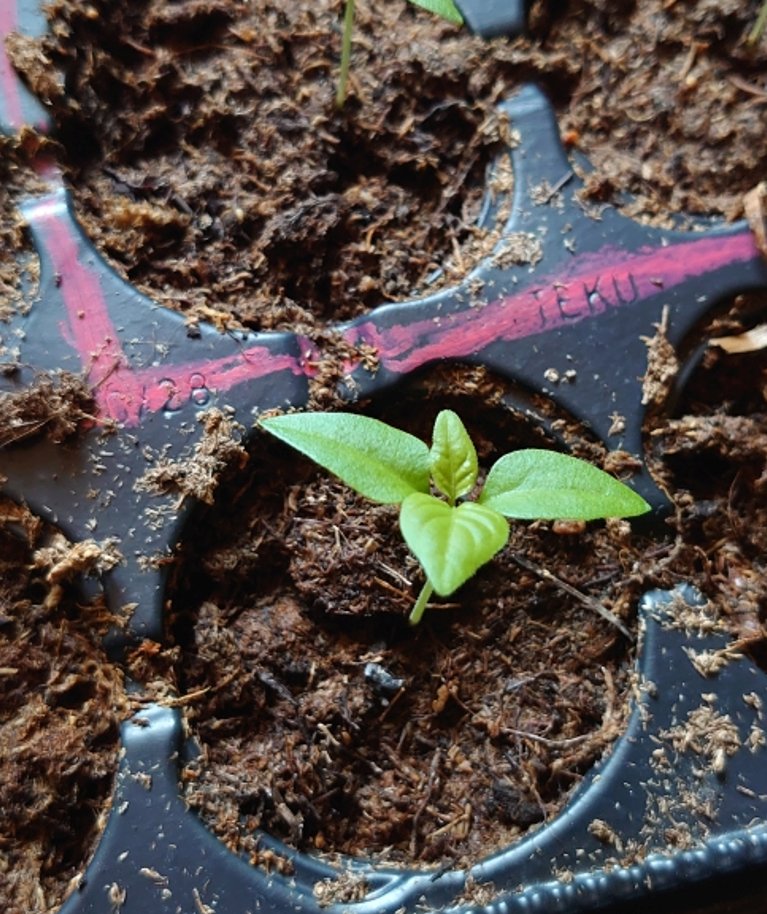 ‘Carolina Reaperid’ kasvavad 21kraadises soojuses ja taimelampide all.