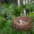 Птица свила гнездо у дома: что гласят приметы