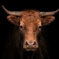 ФОТО | На завод ночью доставили туши коров, убитых жестоким методом. Их происхождение окутано тайной