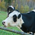 Lehmad söövad karjamaal…