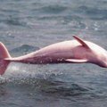 Olend nagu multifilmist: Louisiana vetes ujub roosat värvi delfiin