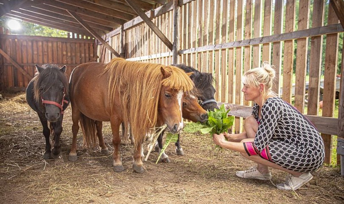 Tiiu ja Kruusa talu ponid