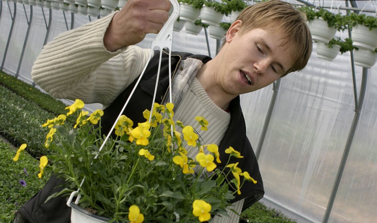 Kanepi Aiandi tegevjuht Margus Vahtramäe soovitab taime ostes kasvatajalt nõu küsida.