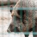 Tallinna loomaaia sigade juurde pääseb vaid üle desomattide