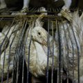 New York lõpetab julmad praktikad ja keelustab foie gras ' müügi