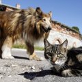 Koeraomanikud naersid ja filmisid, kuidas nende lemmikud kassiga jalutanud naist ründasid