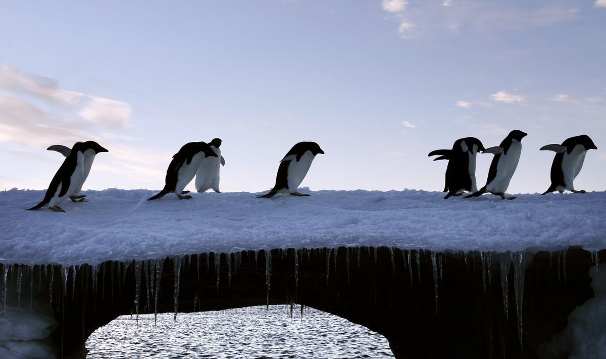 Adelie pingviinid Antartikas õhtusel jalutuskäigul.