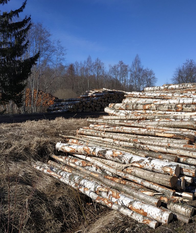 Kallimaks paberipuidu sordiks on kasepuit, aga ka haab on teinud rekordilise tõusu.