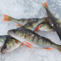 Nädala loetuimad lood: Eesti rekordhaug, masendav tõde hooldekodude kohta ja ettekirjutus liiga värske kala müümise eest