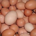 Läti kanamunadest leiti salmonelloosi