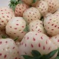 Valge maasikas on mitmes mõttes eriline, neid tasuks kasvatada punastega samal peenral