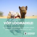 Lõpp piinavale meelelahutusele: Egiptus soovib keelata kaamelite seljas ratsutamise