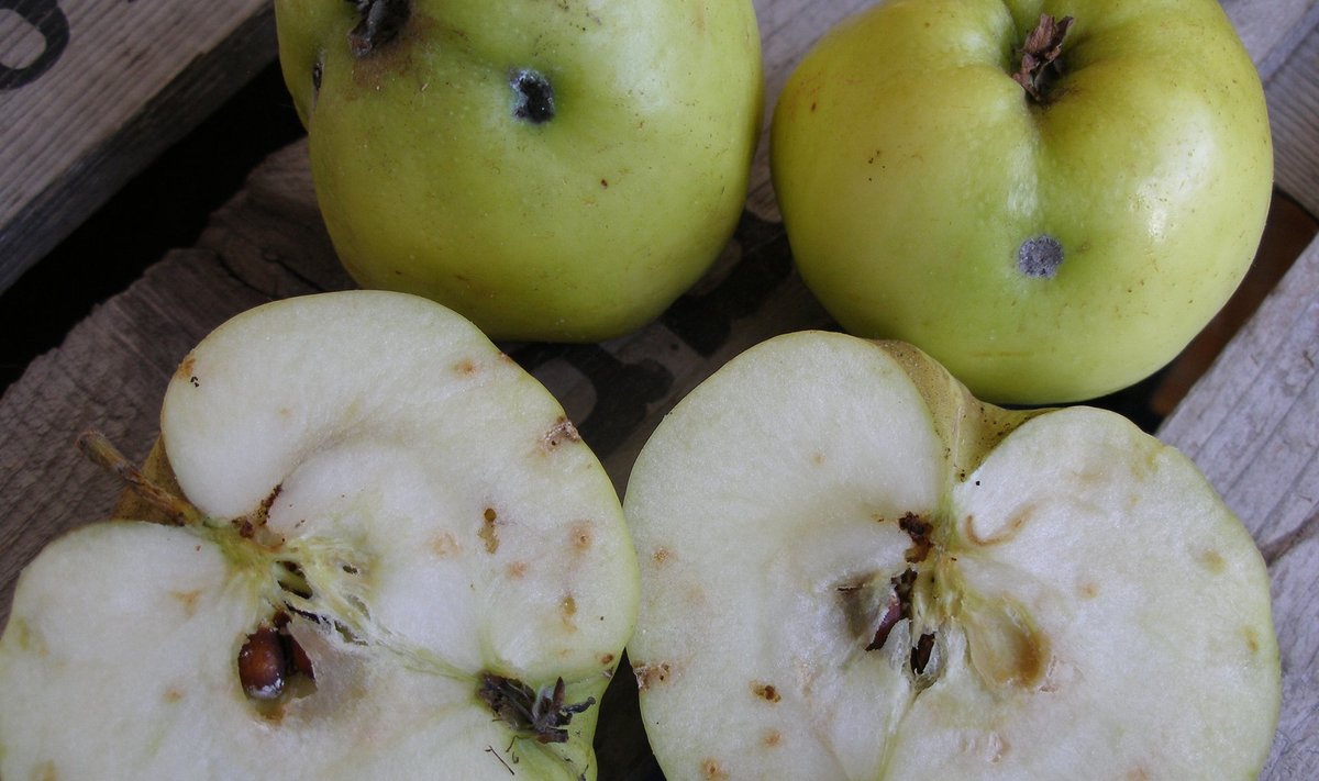 Õunakoist puretud õun. Kahjustatud viljad on enamasti kühmulised ja väikeste lohkudega.