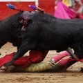 Hispaania valitsus tühistas härjavõitluste teleülekannete keelu