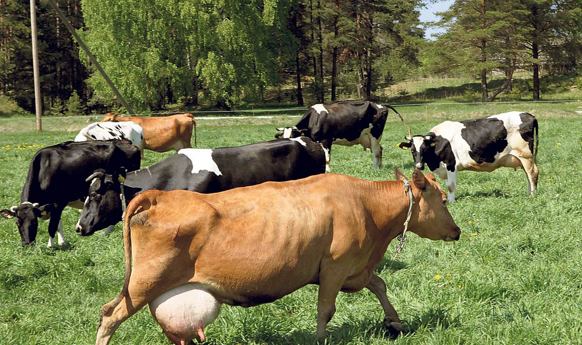 Alates eelmise aasta augustist on Eesti Piimajõudluskontrolli andmetel kontrollialuste karjade arv vähenenud 46 võrra.