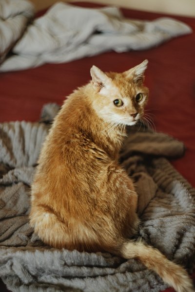 Cicero