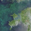ФОТО: Со спутника видно обилие сине-зеленых водорослей в Балтийском море