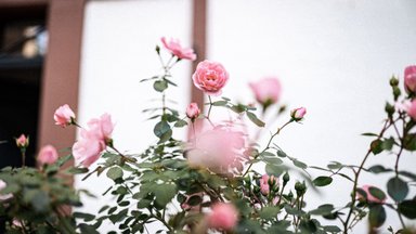 Розы станут намного красивее: какие растения посадить рядом