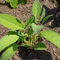 Tunne Eesti Ravimtaimi: Imeline taim salvei, millest on abi 27 haiguse vastu