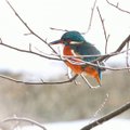 ВИДЕО | Эстонский колибри: кто такие зимородки? 