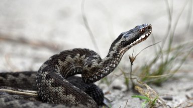 Пестрая лента: уж или гадюка? Как определить змею и что делать при встрече с ней – рассказывает зоолог