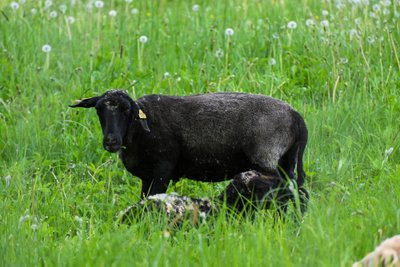 Viljandi lossimägede nõlval alustasid tööd kümme looduslikku muruniitjat