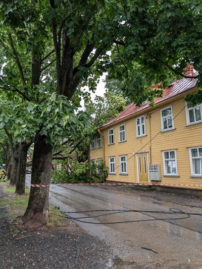 Из-за упавшего дерева в Тарту перекрыли движение на одной из улиц.