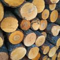 Tulevase valitsuse plaan: Eesti puidust elektri tootmine peab lõppema