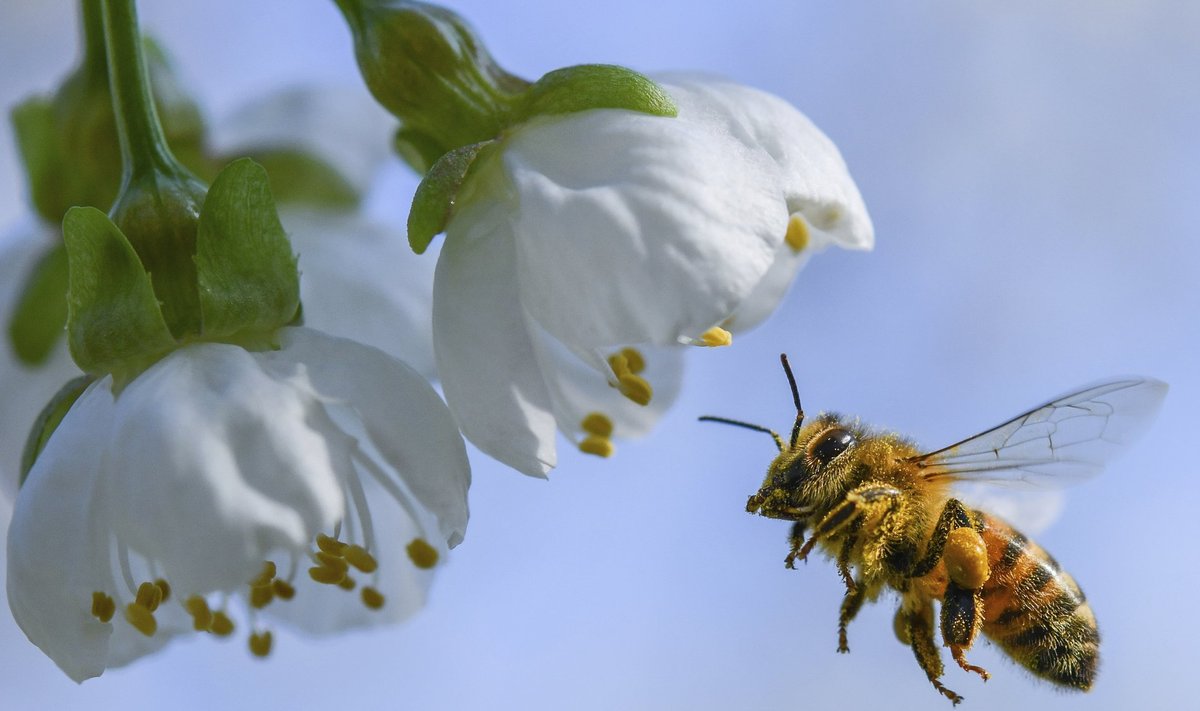 Mesilaste arvukuse vähenemist on seostatud taimemürkide agara kasutamisega. Pildil Saksamaa mesilane teel kirsiõiele
