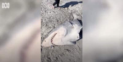 Тушу большой белой акулы выбросило на пляж недалеко от Портленда, штат Виктория