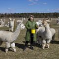 Suurim alpakafarm kogub põnevaid loomi üle maailma