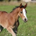 Sündis Eesti esimene katseklaasivarss