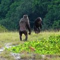 Midagi uut ja hirmutavat: šimpansid tegid gorilladele kambakaid, et tappa