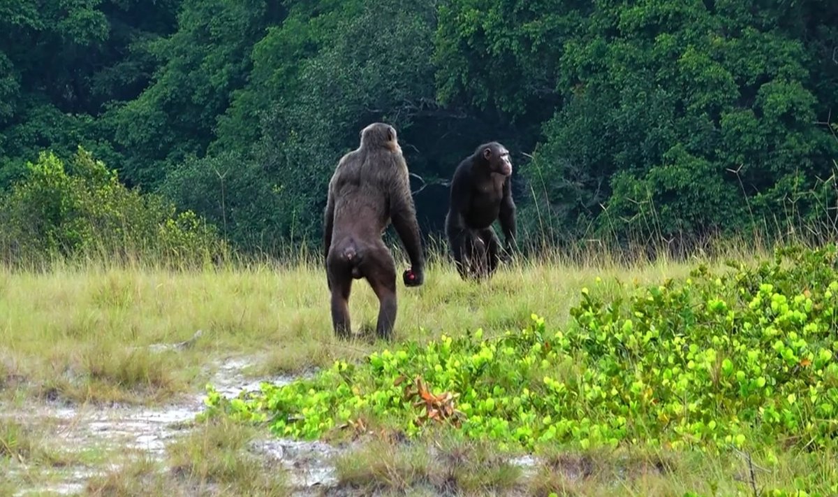 Loango rahvuspargis elava Rekambo kogukonna šimpansid (foto: Lara M. Southern, Loango Chimpanzee Project)