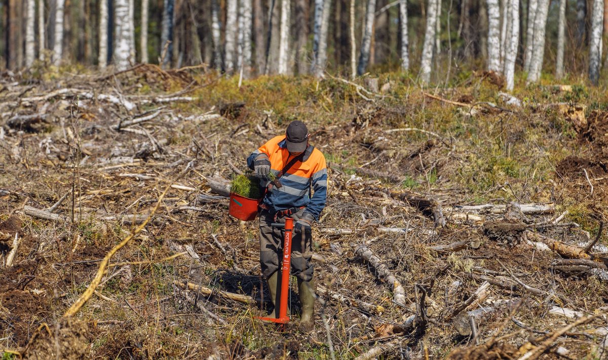 Kas raielanke on saanud liiga palju ja peale kasvatatav mets ei jõua süsiniku sidumisega järele?