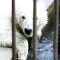 Бывший директор Таллиннского зоопарка о смерти медвежат: просто Фрида уже слишком старая