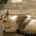 Tujutõstja VIDEO | Naljakad ja armsad kassivideod toovad alati päikese tuppa!