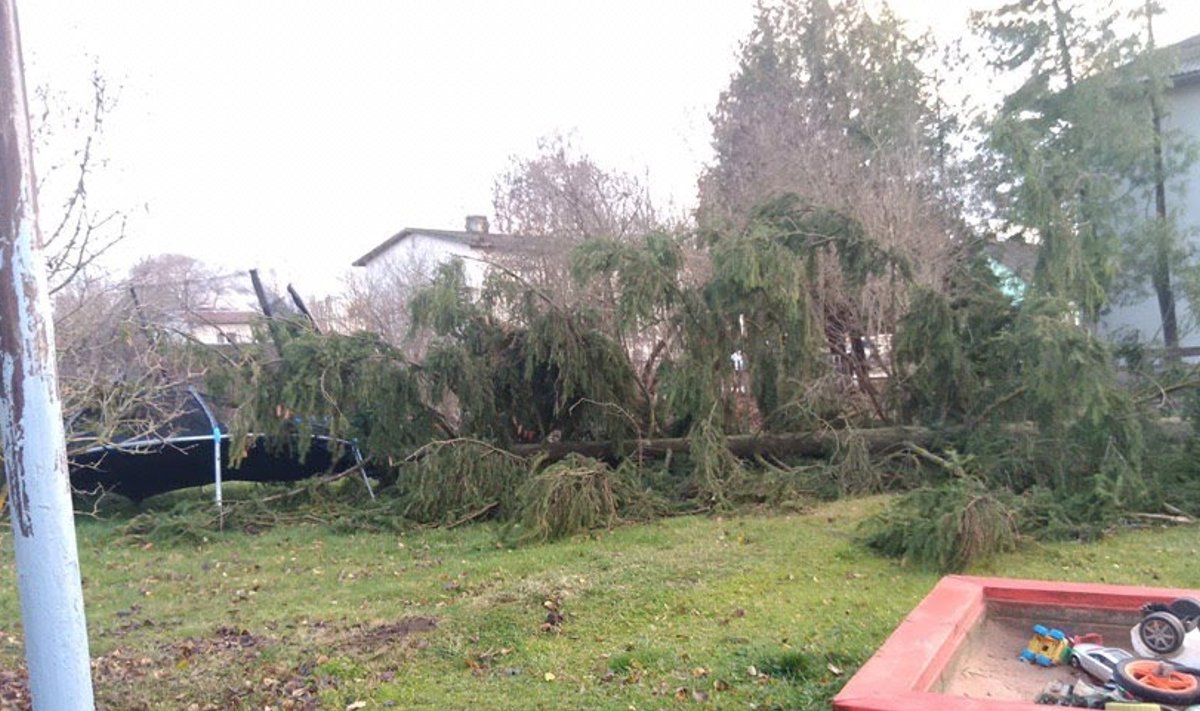 Torm murdis Elvas puu koduhoovi. 